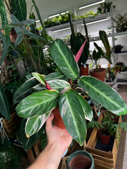 Stromanthe sanguinea 'Triostar' (Gebrochene Spitzen)