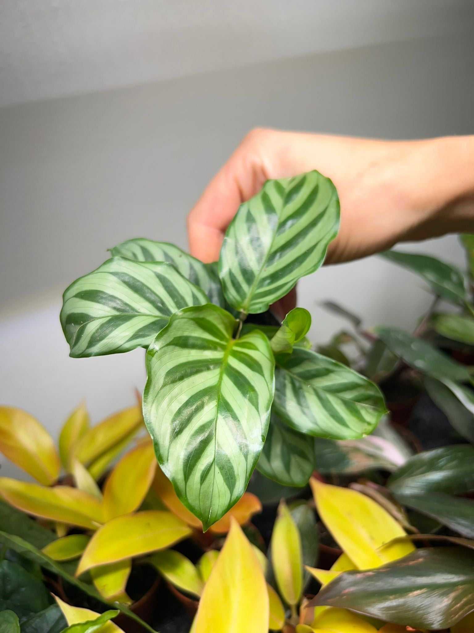 Calathea 'freddie'| Günstige Zimmerpflanzen online kaufen – Ormbunker