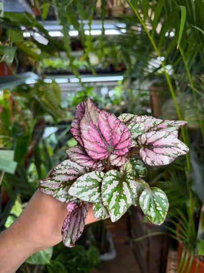 Begonia rex 'Hugh McLaughland'