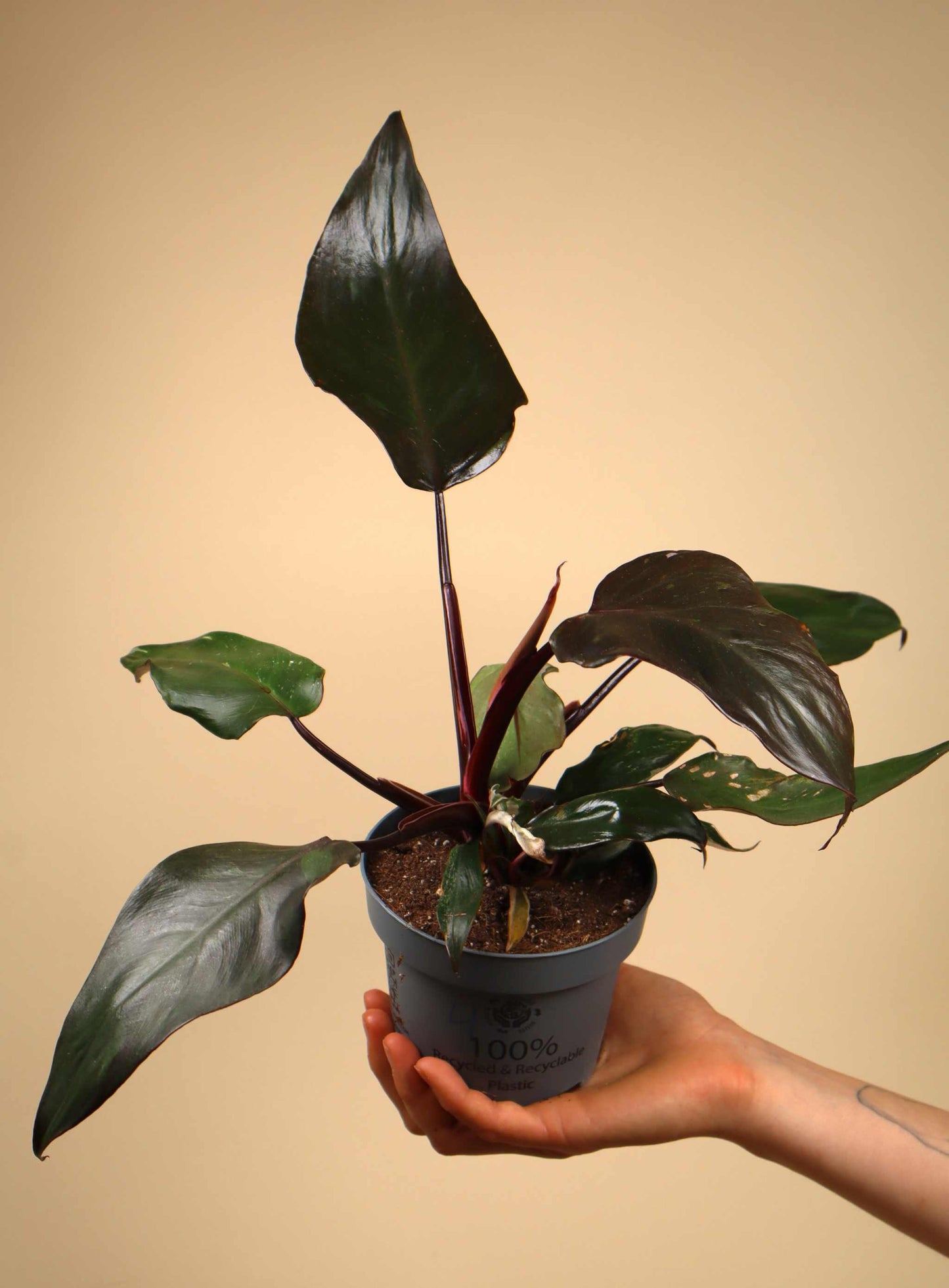Philodendron Red Anderson