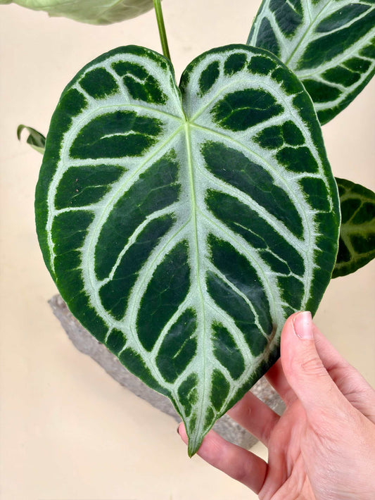 Anthurium Crystallinum 'Silver Blush'