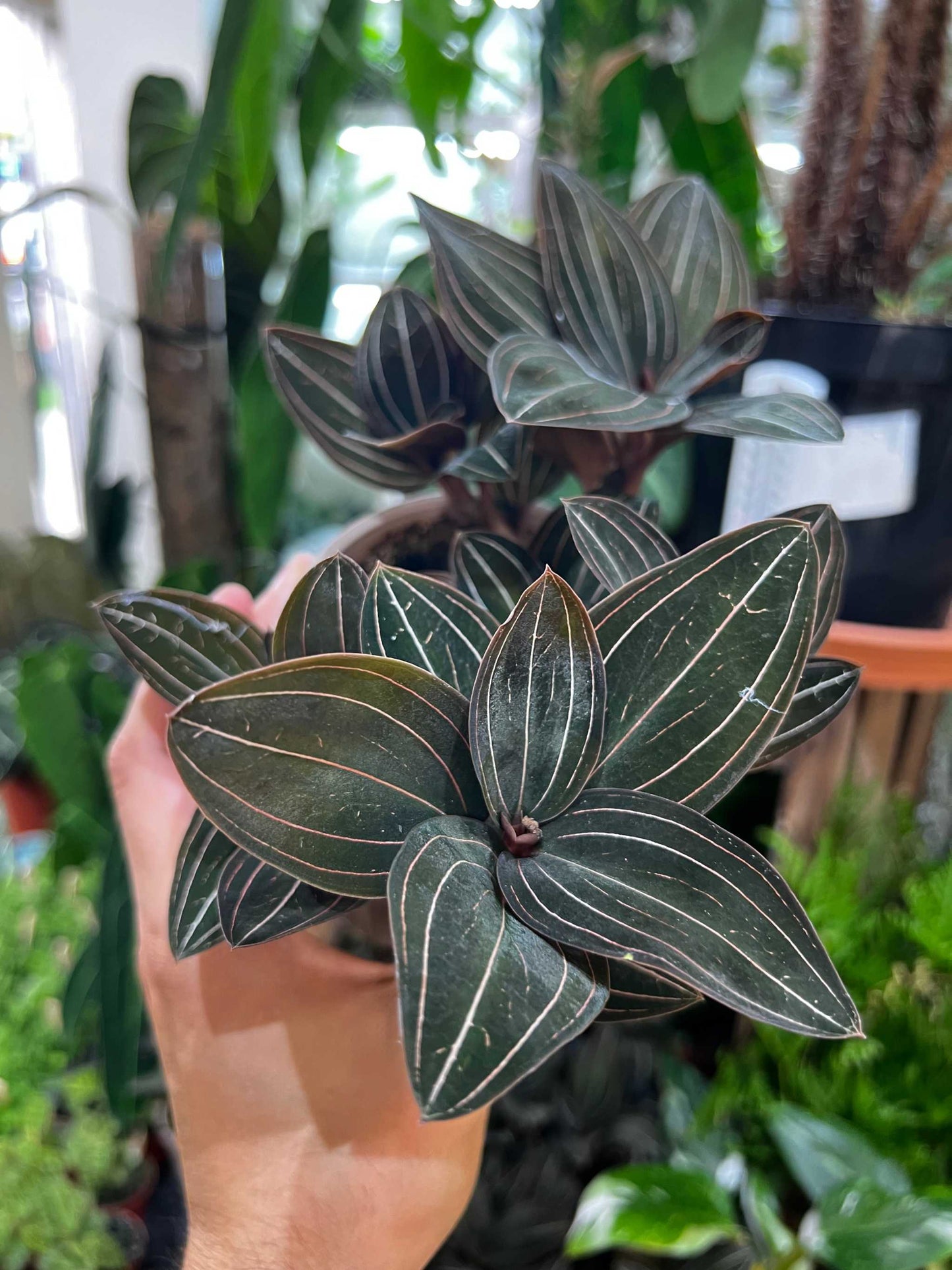 Ludisia discolor 'Juvelorkidé'