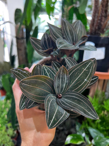 Ludisia discolor 'Juvelorkidé'