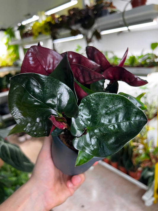 Syngonium erythrophyllum
