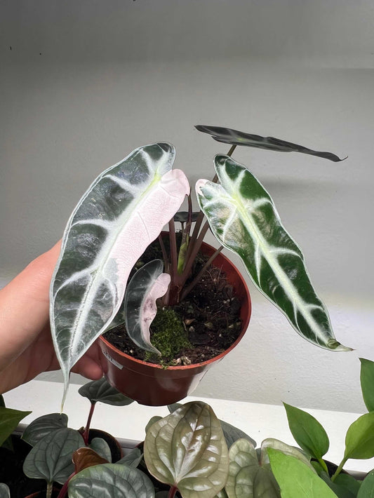 Alocasia bambino pink variegata
