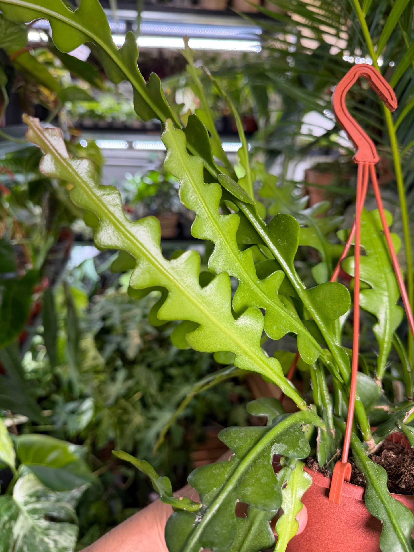 Epiphyllum anguliger | Flikig bladkaktus