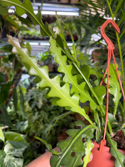 Epiphyllum anguliger | Flikig bladkaktus