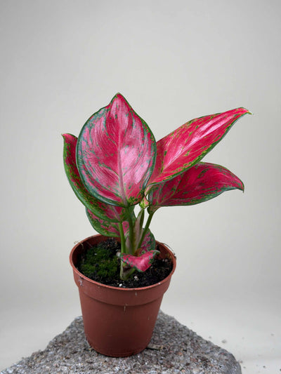 Aglaonema commutatum 'Lucky Red'
