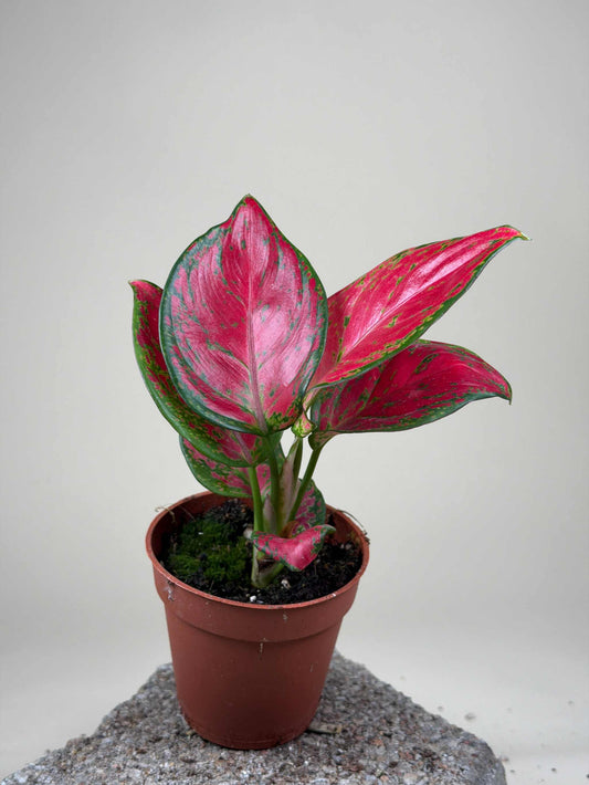 Aglaonema commutatum 'Lucky Red'