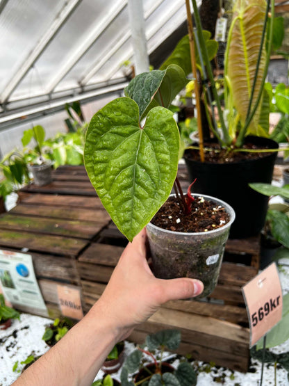 Anthurium luxurians x radicans