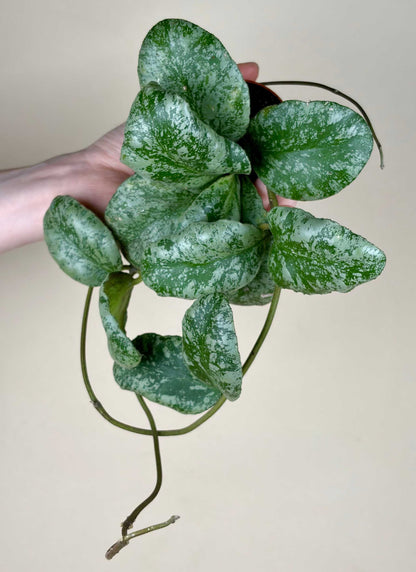 Hoya waymaniae 'kapuas'