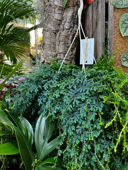 Selaginella uncinata 'Blå mossa'