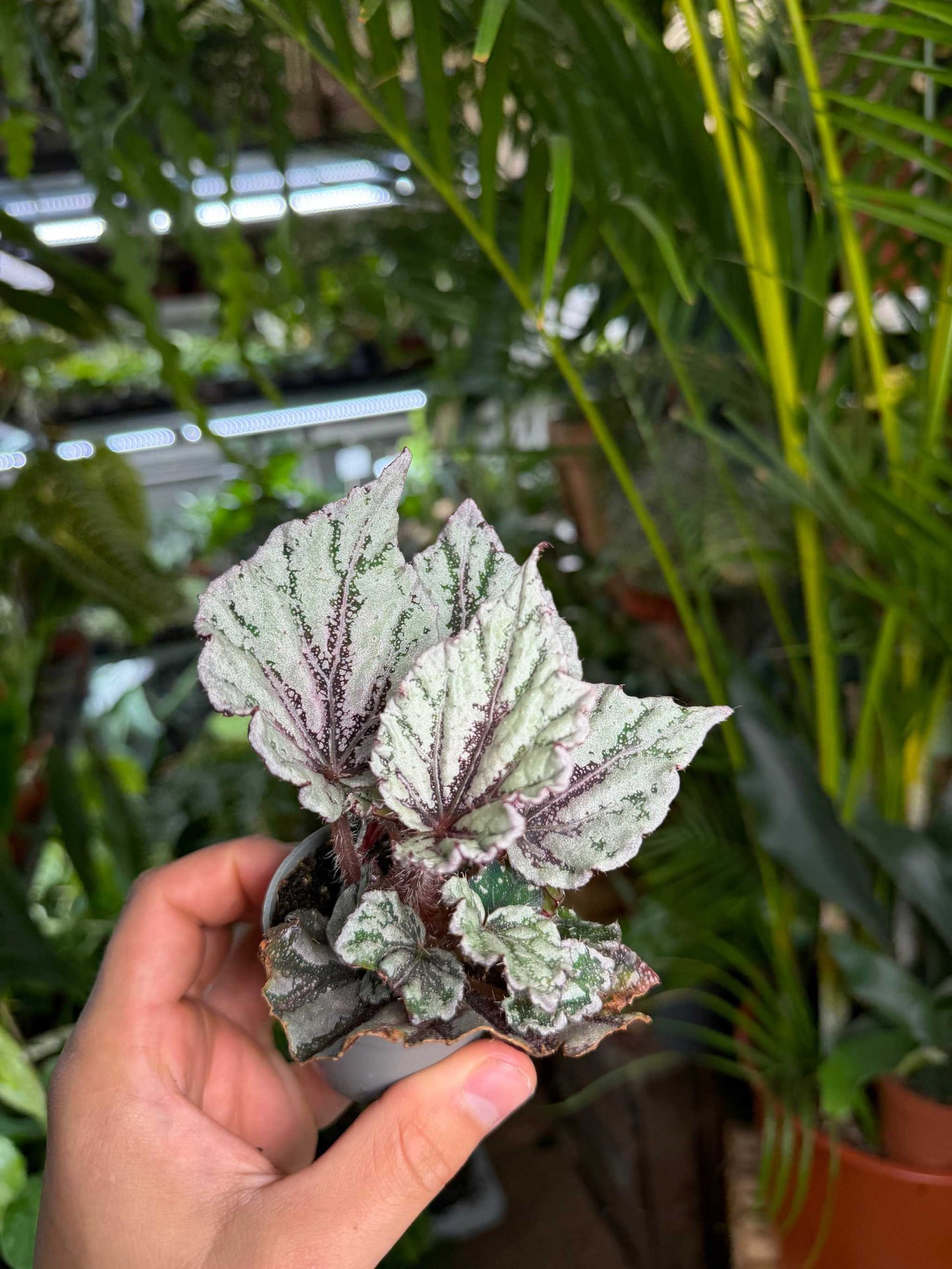 Begonia rex 'Dew drop'