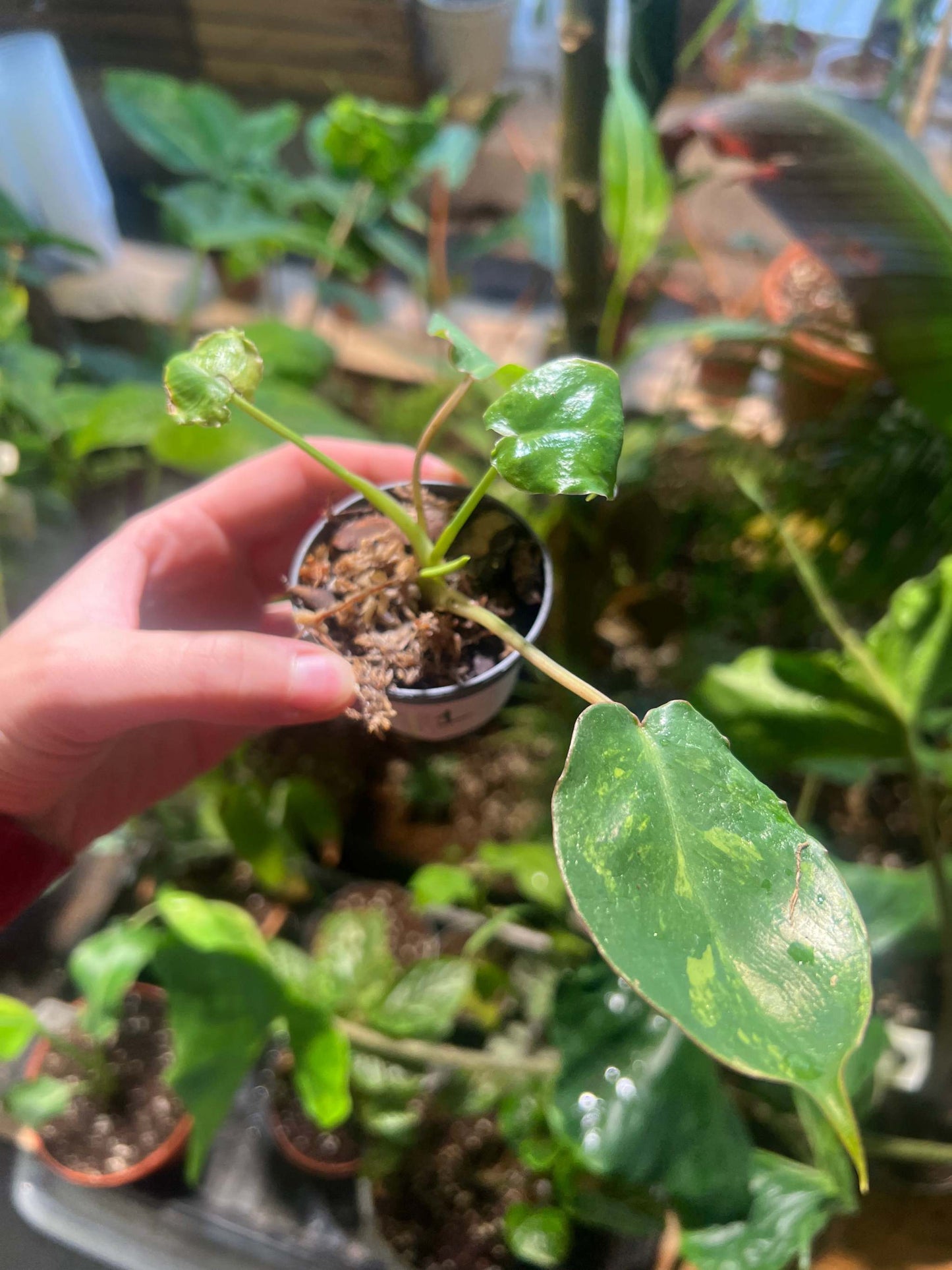 Philodendron burle-marxii albo variegata