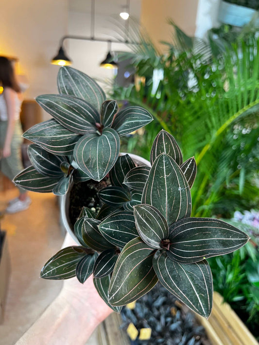 Ludisia discolor 'Juvelorkidé'