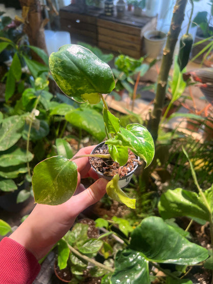 Philodendron burle-marxii albo variegata