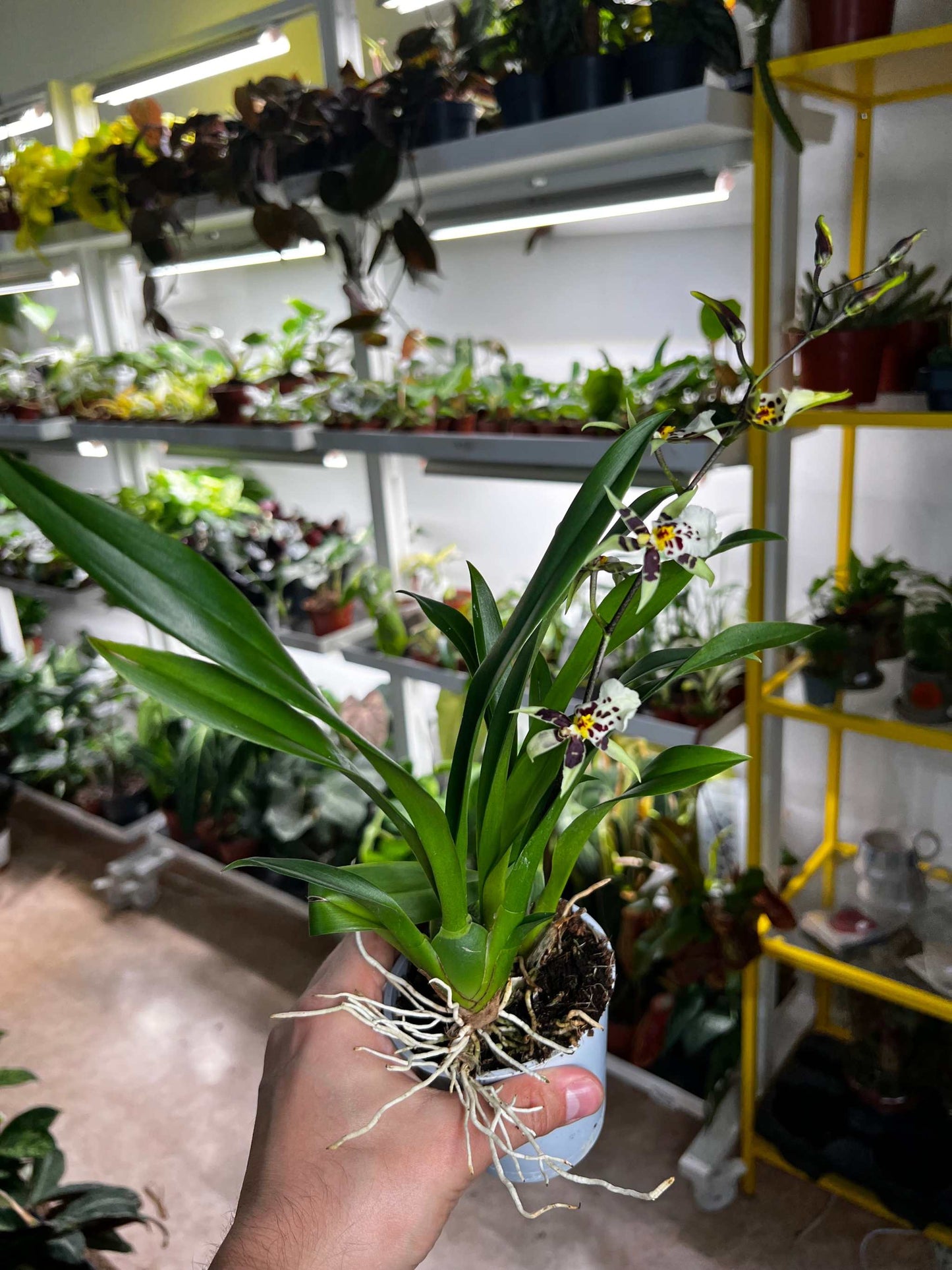 Oncidium Orchidee