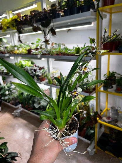 Oncidium Orchidee