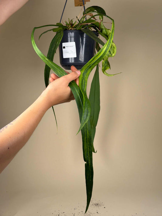 Anthurium vittariifolium variegata