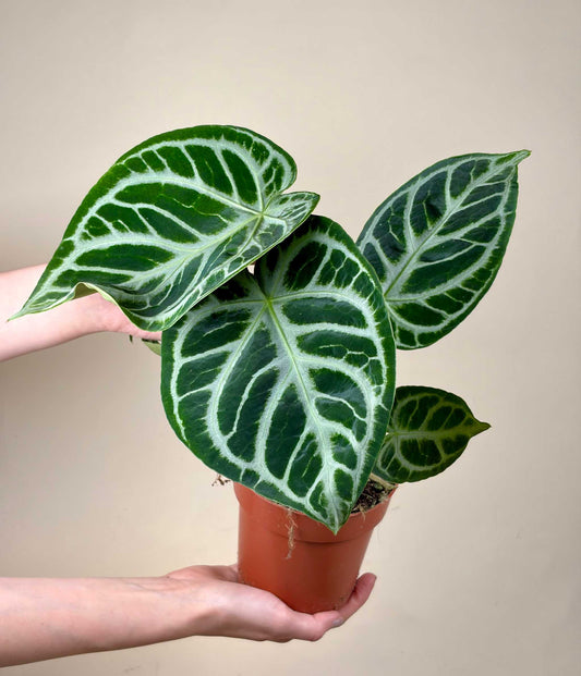 Anthurium Crystallinum 'Silver Blush'