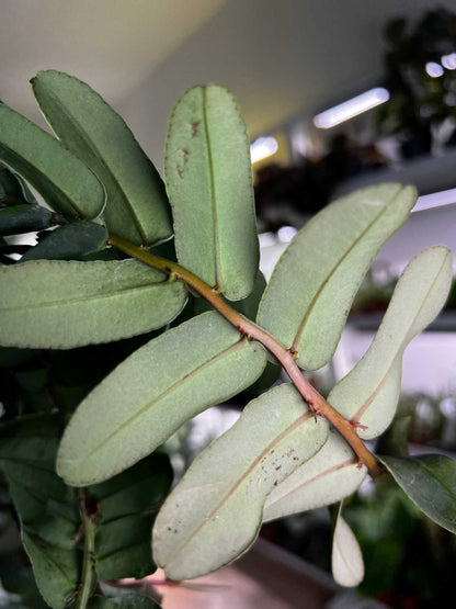 Marcgravia umbellata