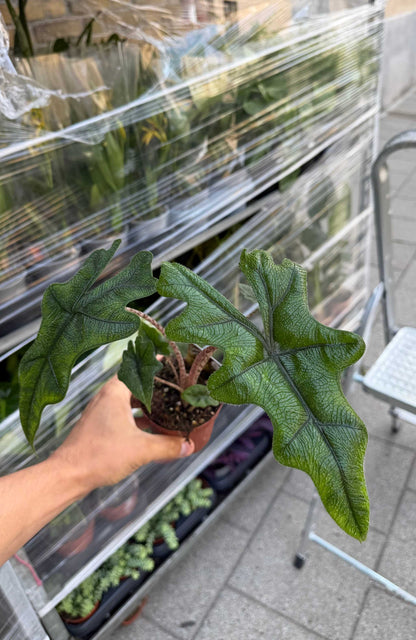 Alocasia tandurusa 'Jacklyn'