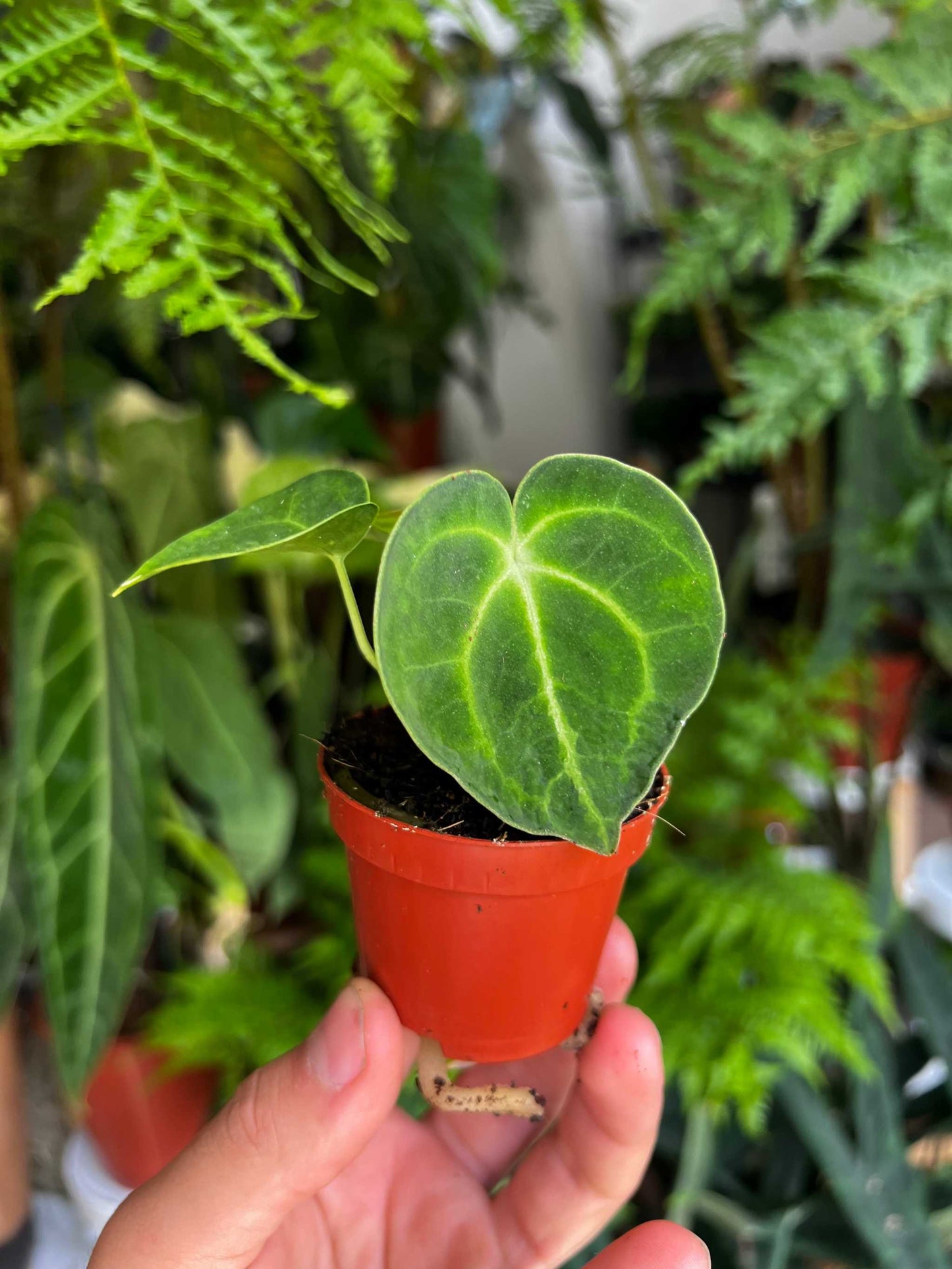 Anthurium clarinervium 'Nervkalla'