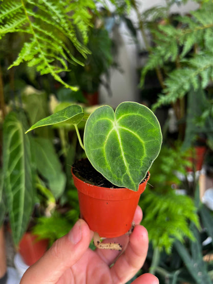 Anthurium clarinervium 'Nervkalla'