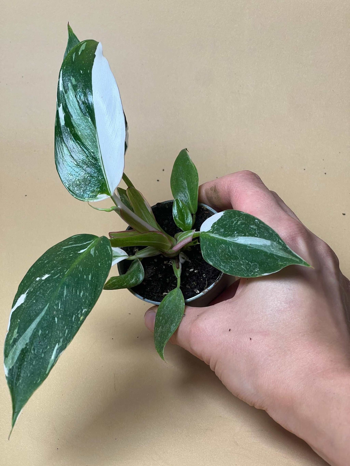 Philodendron 'White Princess'