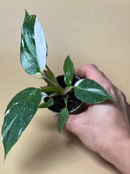 Philodendron 'White Princess'