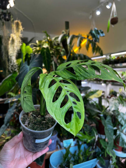 Monstera sp. 'Esqueleto' (epipremnoides)