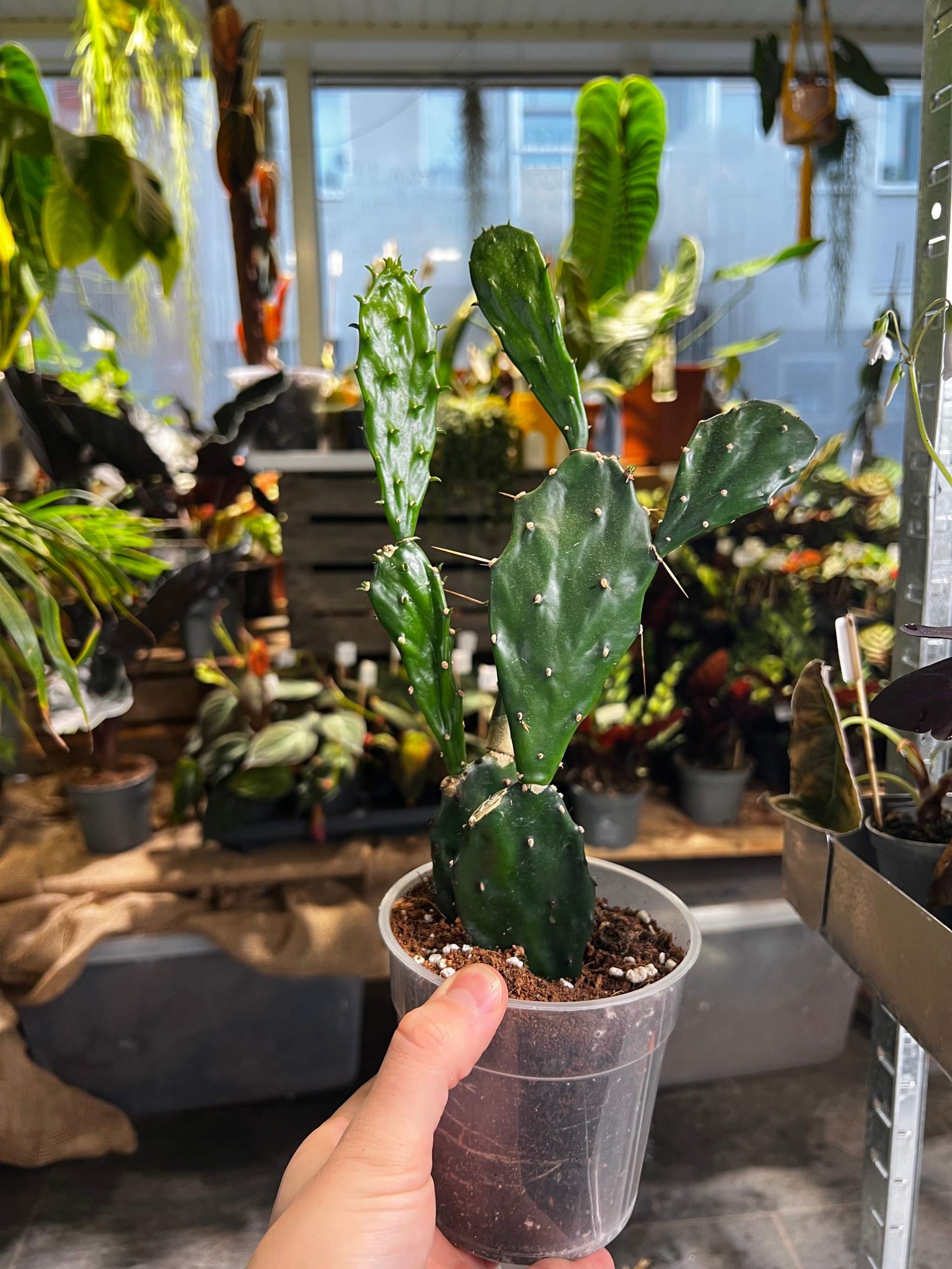 Opuntia Jamaicensis | Kaufen Sie Seltene Kakteen online  Ormbunker