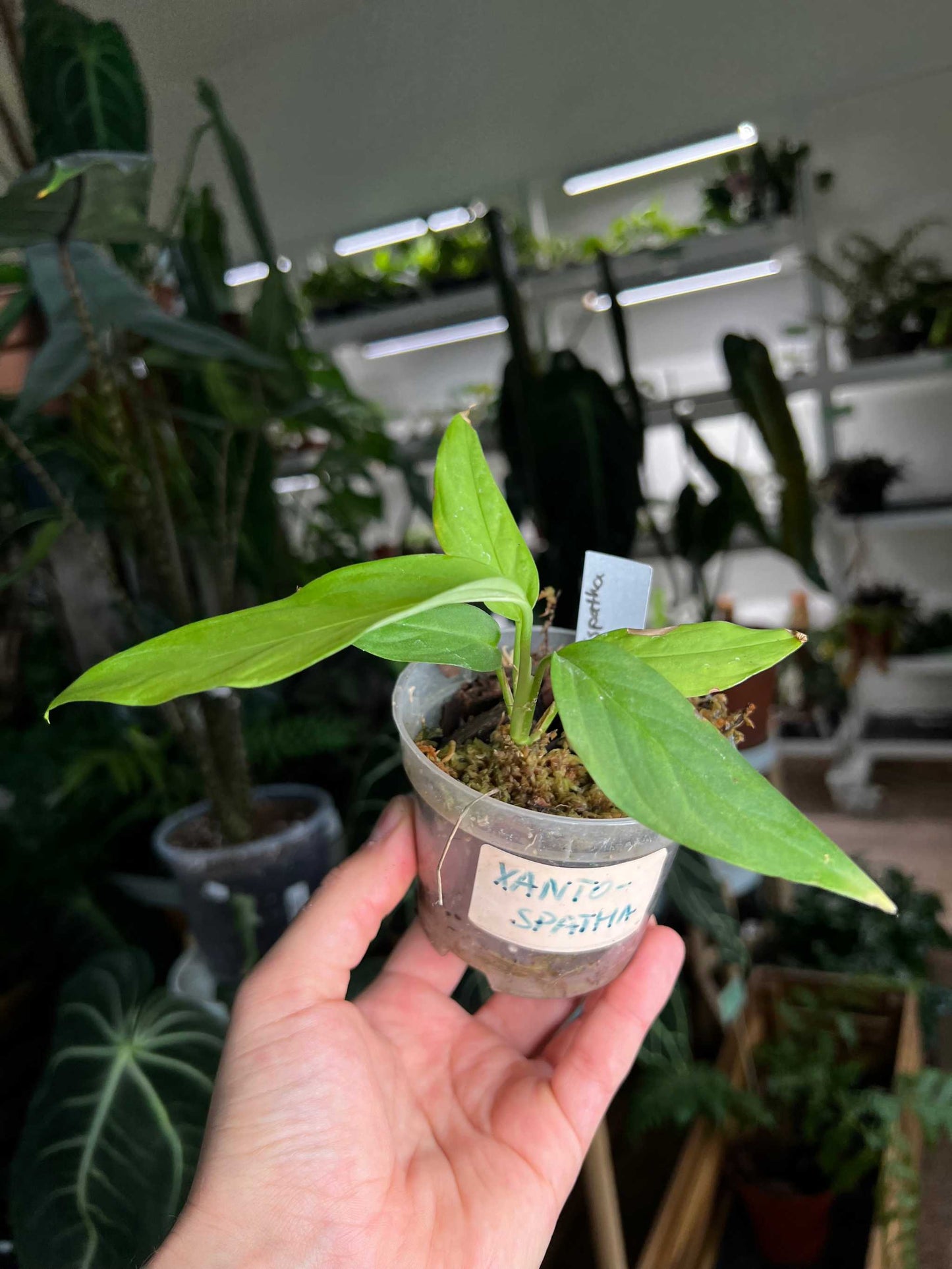 Monstera Xanthospatha