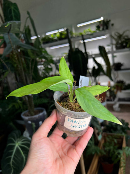 Monstera Xanthospatha