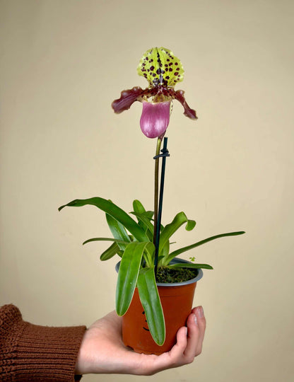 Paphiopedilum mix