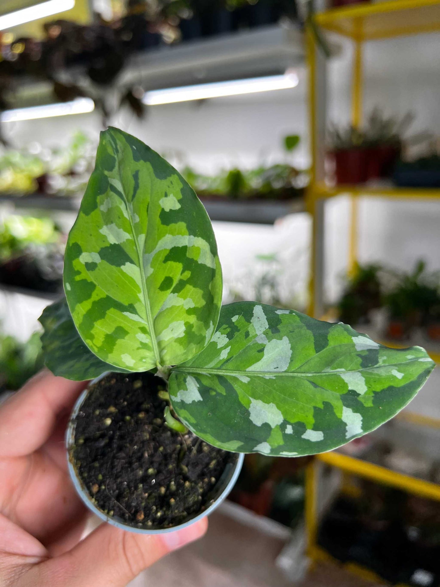Aglaonema pictum tricolor