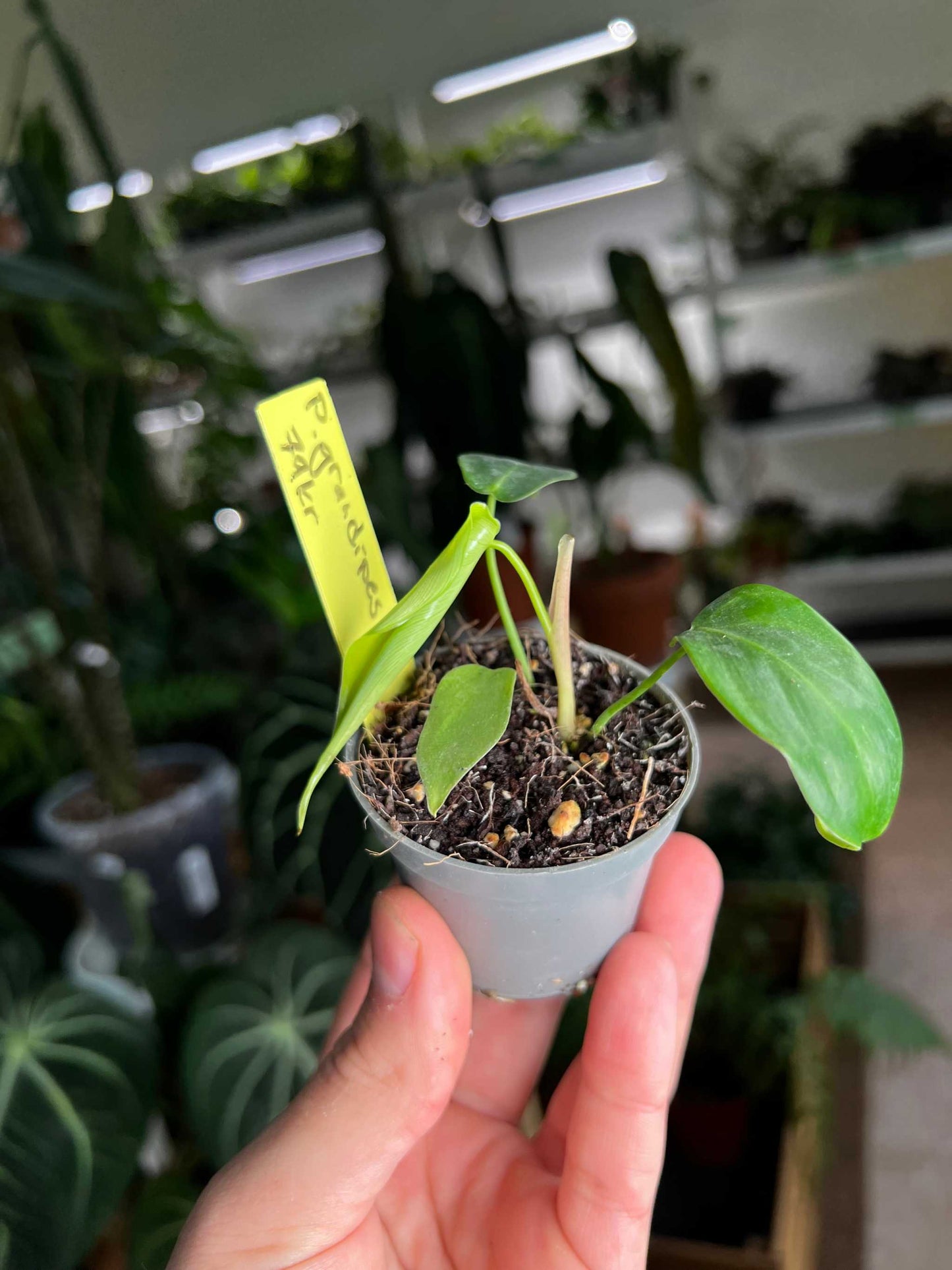 Philodendron grandipes