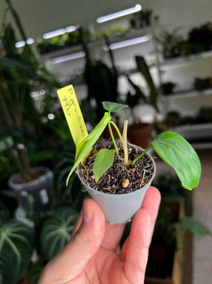 Philodendron grandipes