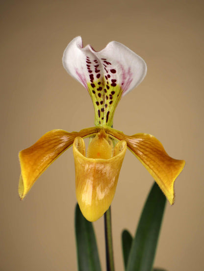 Paphiopedilum mix