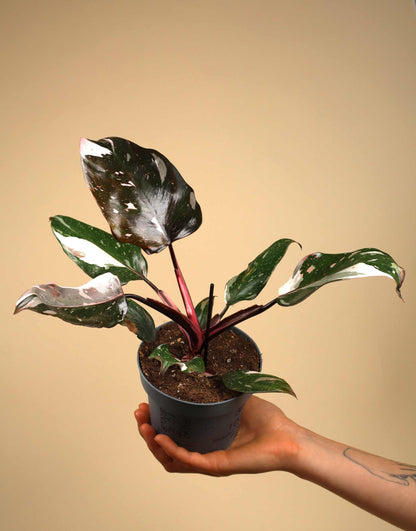 Philodendron Red Anderson