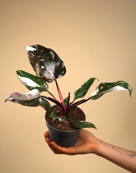 Philodendron Red Anderson
