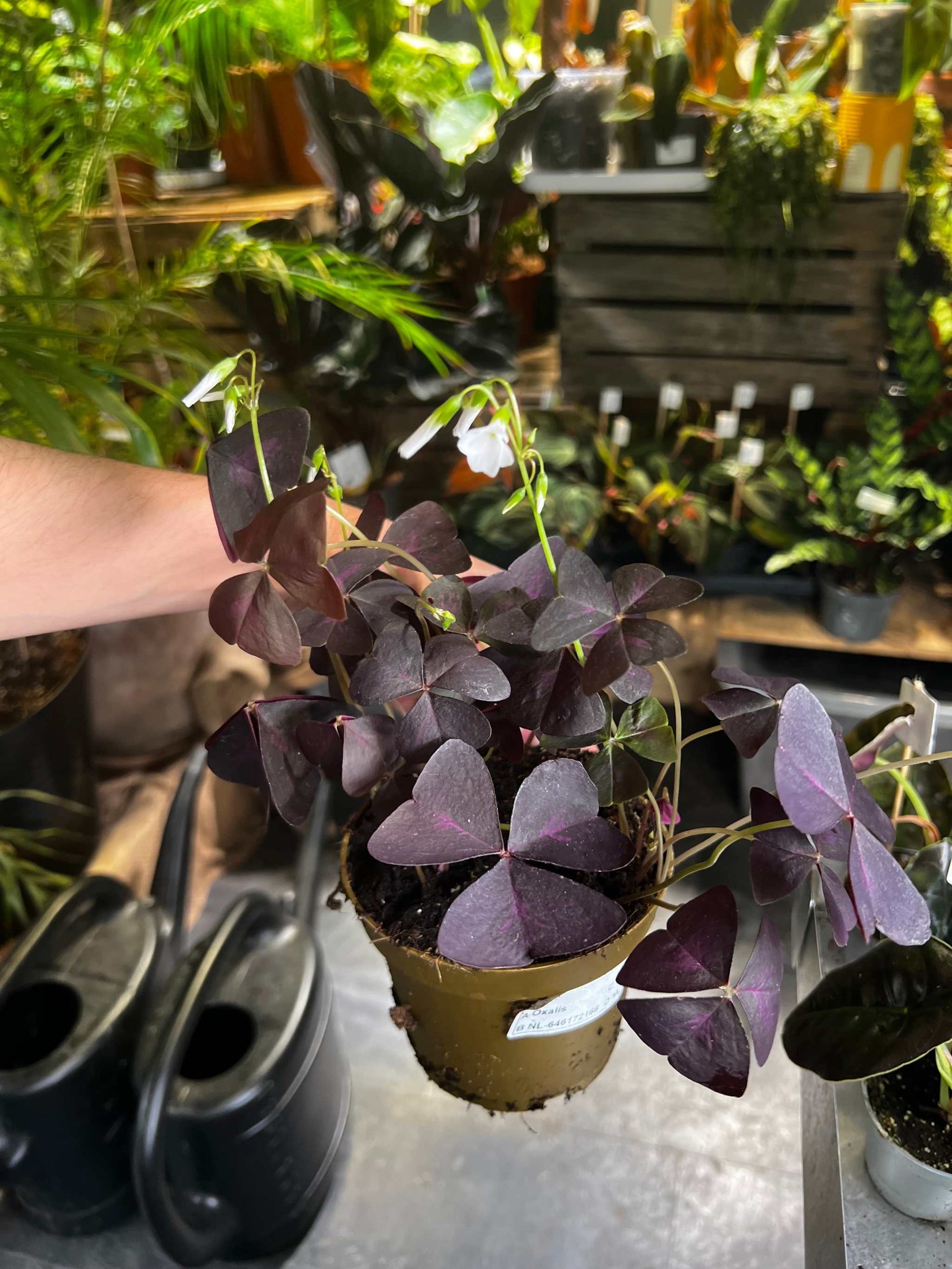 Oxalis triangularis exempel på växt du får hem