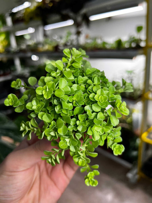 Pilea depressa