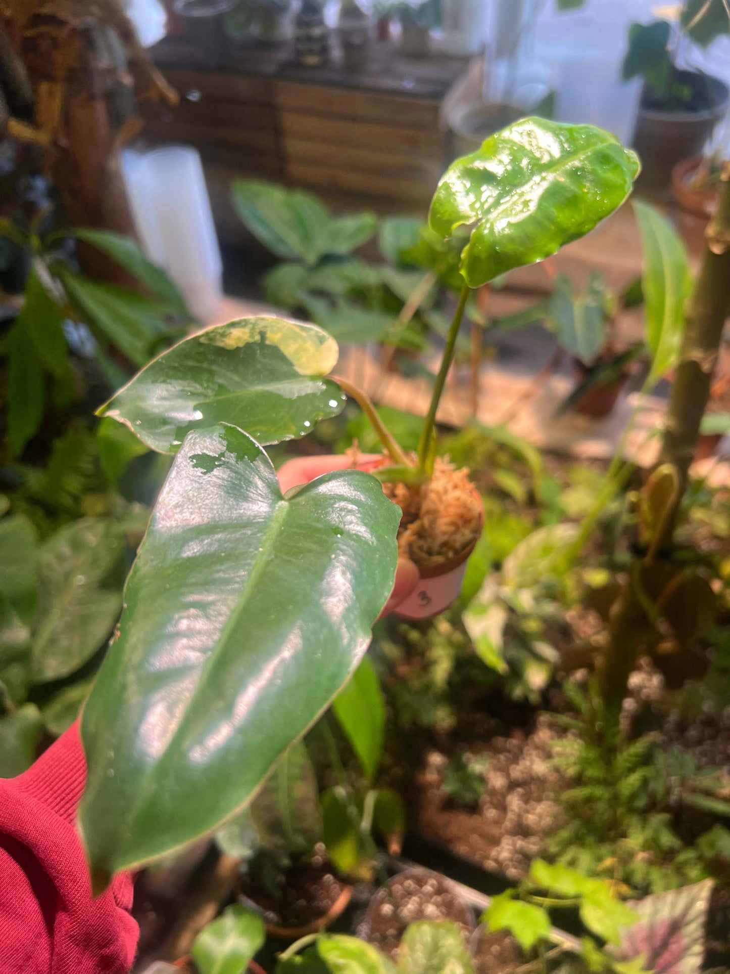 Philodendron burle-marxii albo variegata