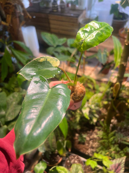 Philodendron burle-marxii albo variegata