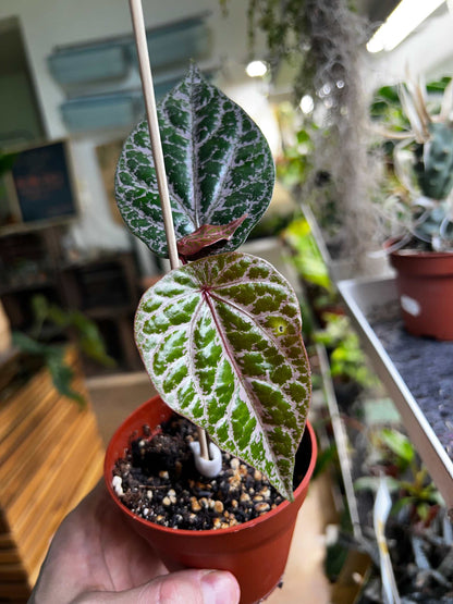 Piper ornatum