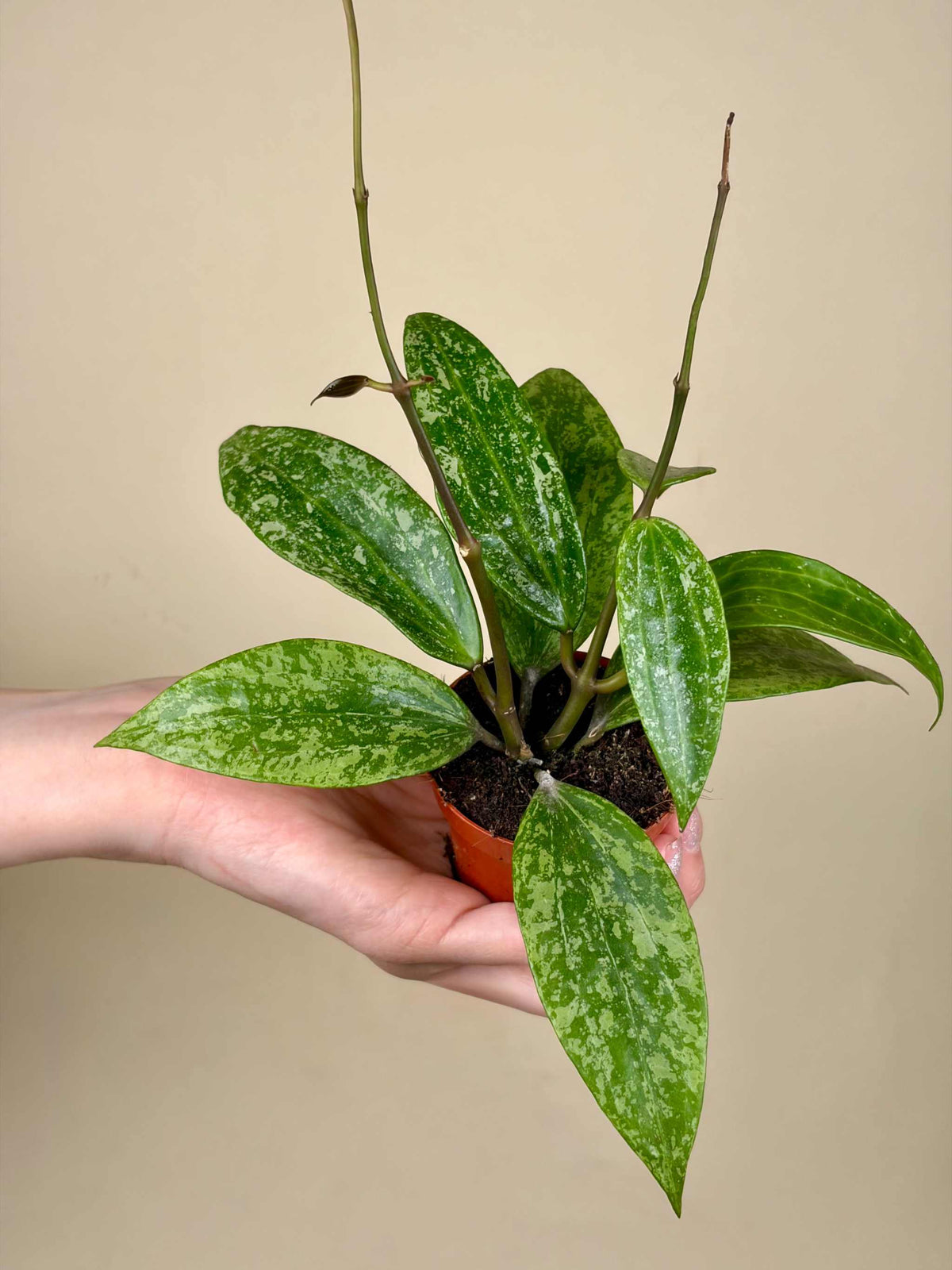Hoya sp. Rangsan
