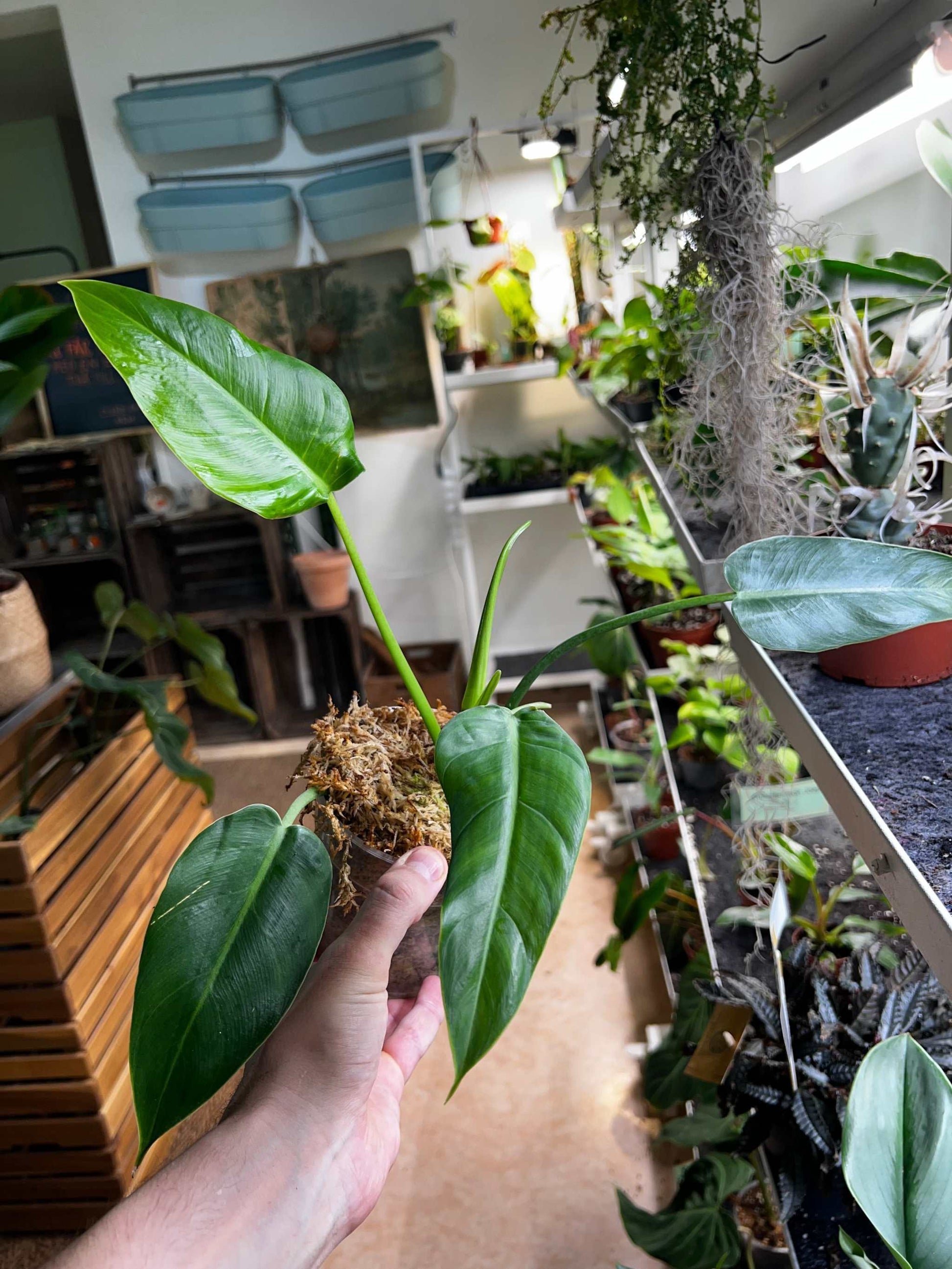anthurium brenesii Philodendron Brenesii | Köp Exotiska Växter Online