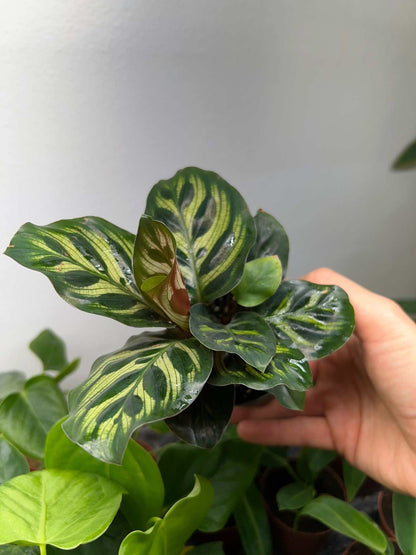 Calathea makoyana 'Pfauenblatt'