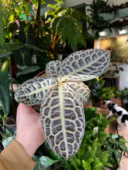 Labisia obtusifolia 'Turtleback'